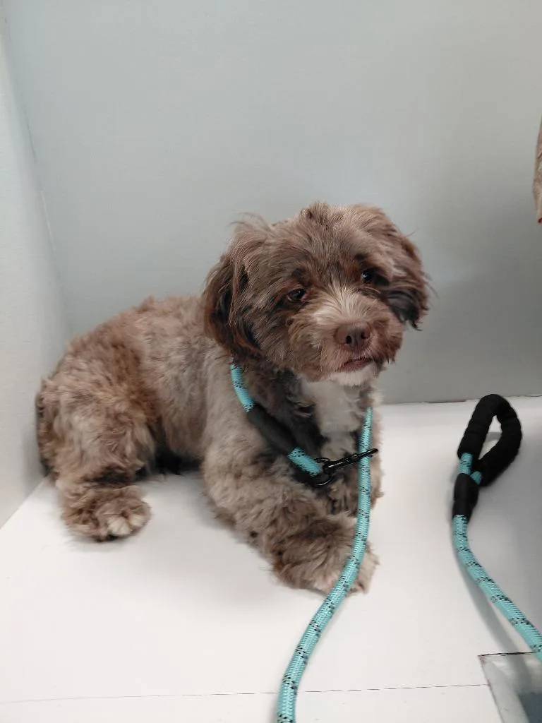 A young small-sized male Shih Tzu dog named Romeo for adoption in Spring, TX