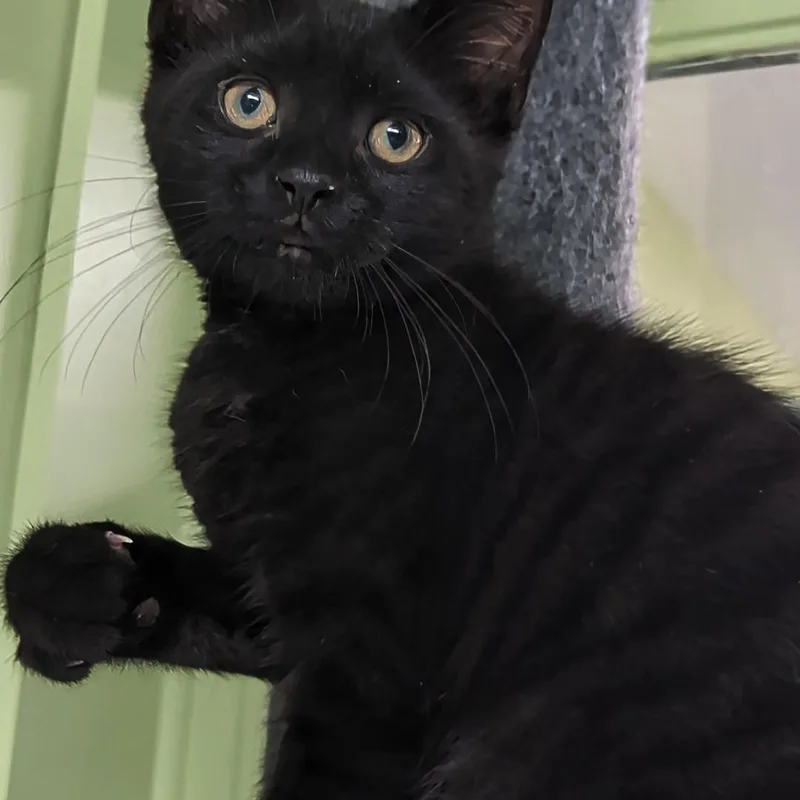 A baby small-sized male Black Domestic Short Hair cat named Shilo for adoption in West Jefferson, OH
