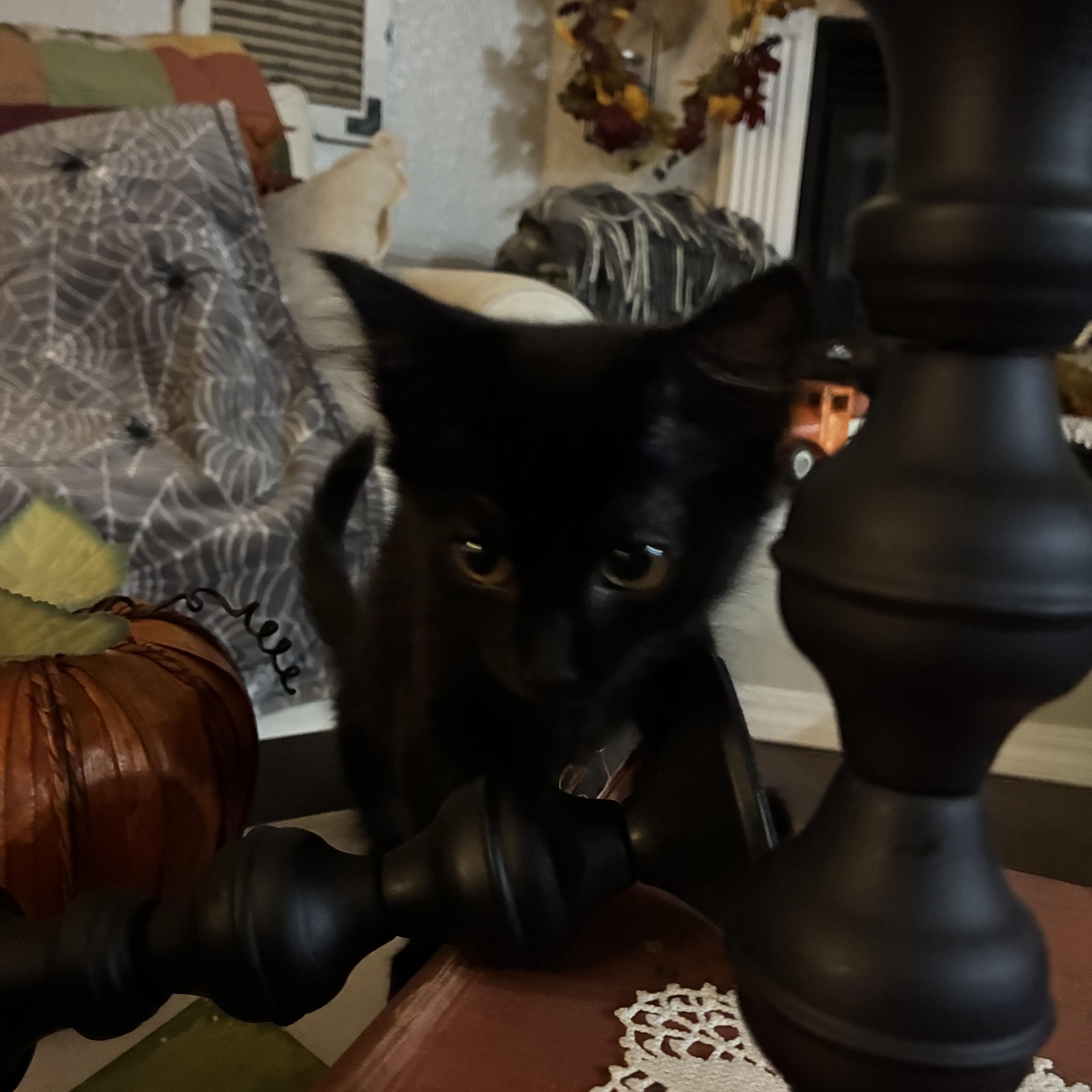 A baby medium-sized female Domestic Short Hair cat named Nyxie for adoption in Pueblo, CO