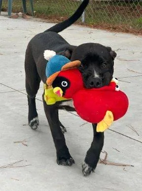 A baby medium-sized male Black Mixed Breed dog named Sammy for adoption in Raleigh, NC