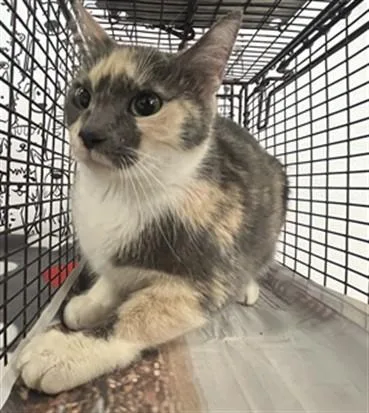 An adult large-sized female Domestic Medium Hair cat named Queen for adoption in San Pedro, CA