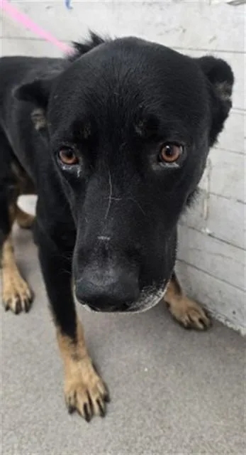 A young large-sized male German Shepherd Dog dog named Miles for adoption in San Bernardino, CA