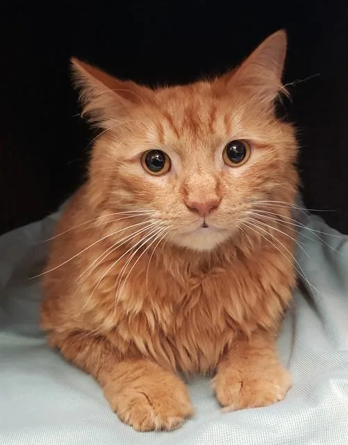 An adult small-sized male Turkish Angora cat named Rocky for adoption in Tucson, AZ