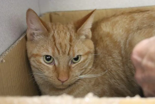 A young small-sized male Domestic Short Hair cat named Sam Aka Blondie for adoption in Tucson, AZ