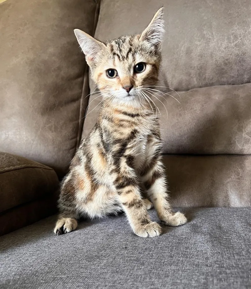 A baby small-sized female Domestic Short Hair cat named Tink for adoption in Rochester, IN