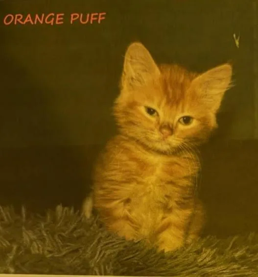 A baby medium-sized female Domestic Short Hair cat named Orange Puff for adoption in Fort Oglethorpe, GA