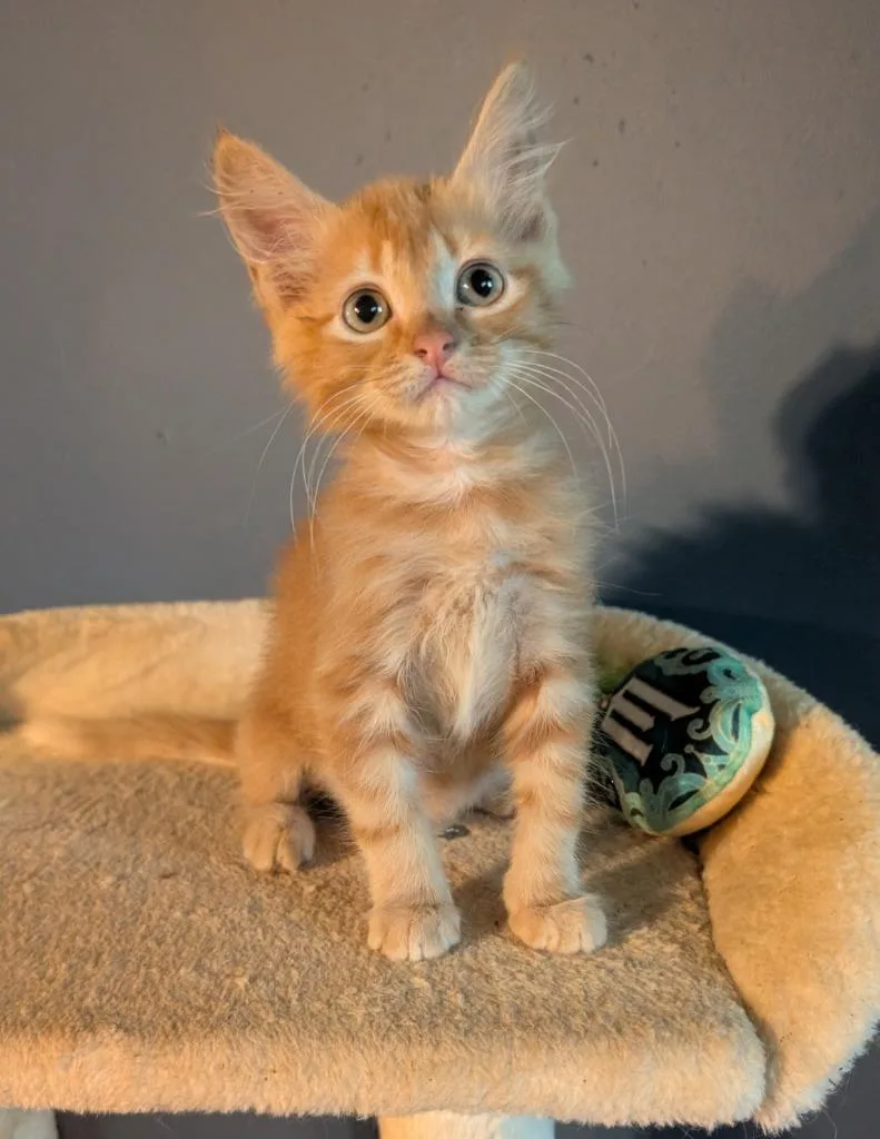 Orange Puff thumbnail 2