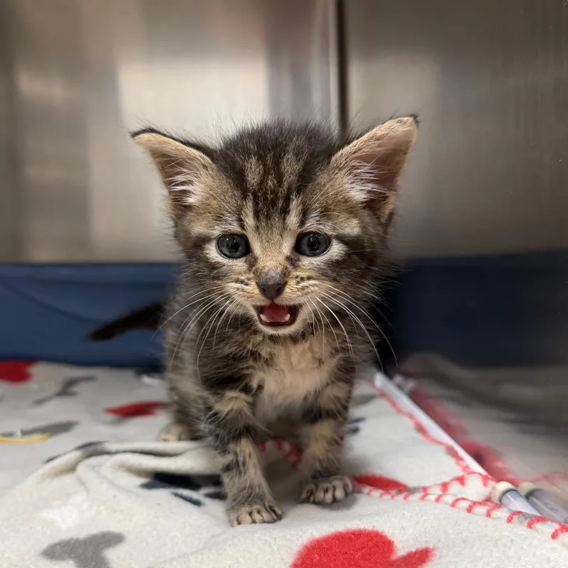 A baby small-sized male Brown / Chocolate Domestic Short Hair cat named Itsy for adoption in Bryan, TX