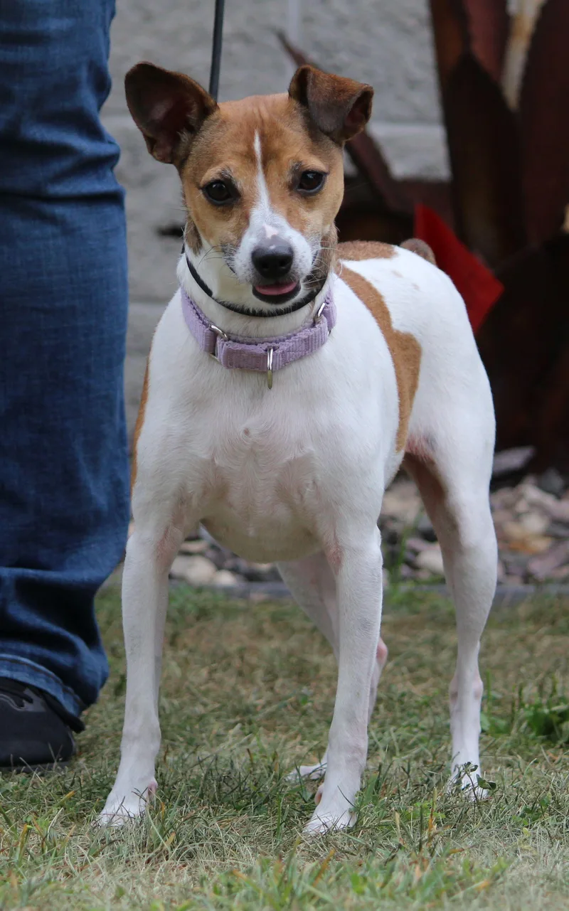 An adult small-sized female Jack Russell Terrier dog named Ruby for adoption in Portage, WI