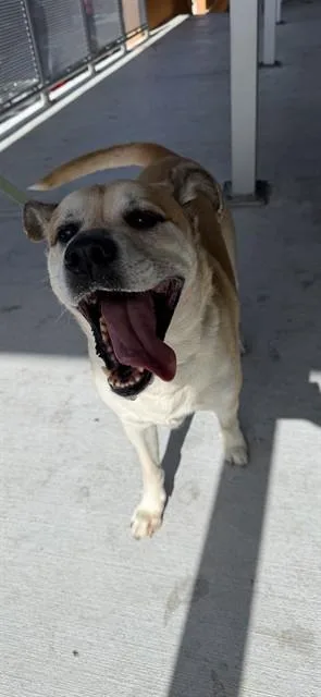 An adult large-sized male Terrier dog named Popo for adoption in Miami, FL