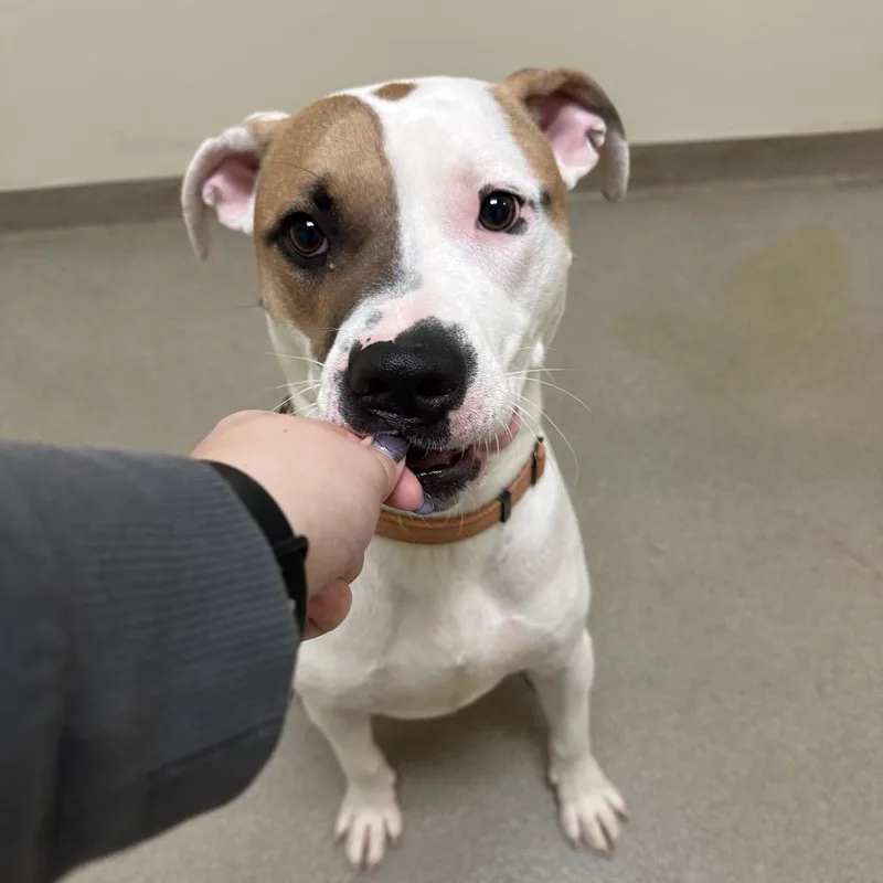 A young large-sized male Yellow / Tan / Blond / Fawn Pit Bull Terrier dog named Gizmo for adoption in Roanoke, VA