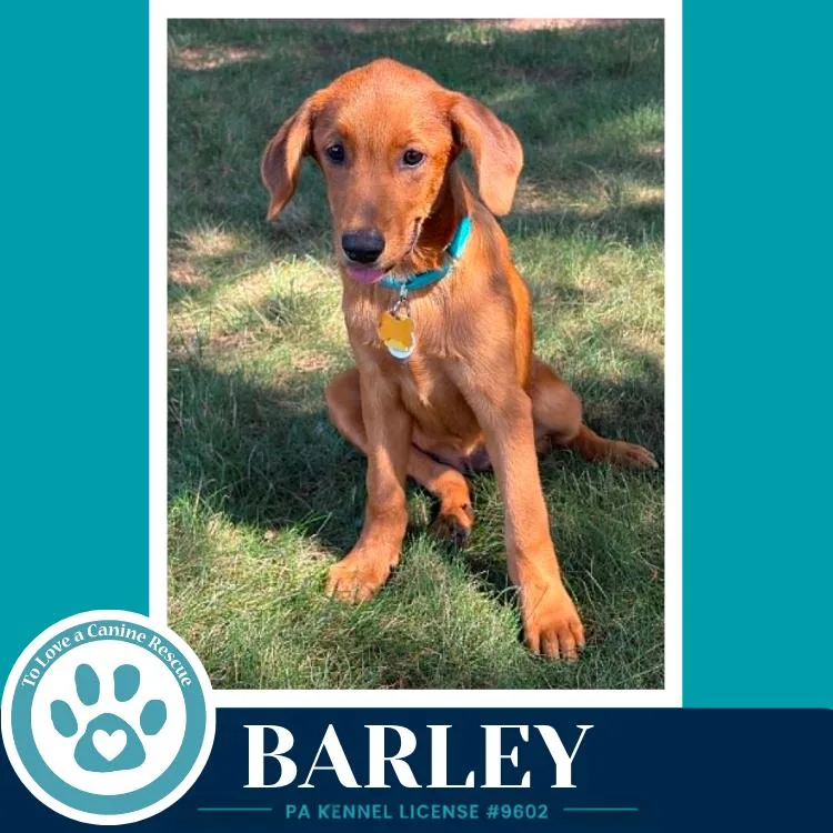 Barley
