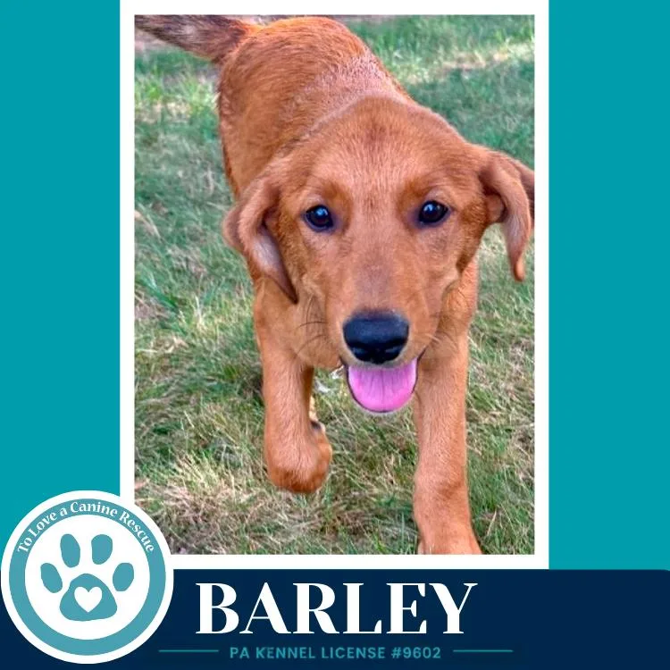 Barley thumbnail 2