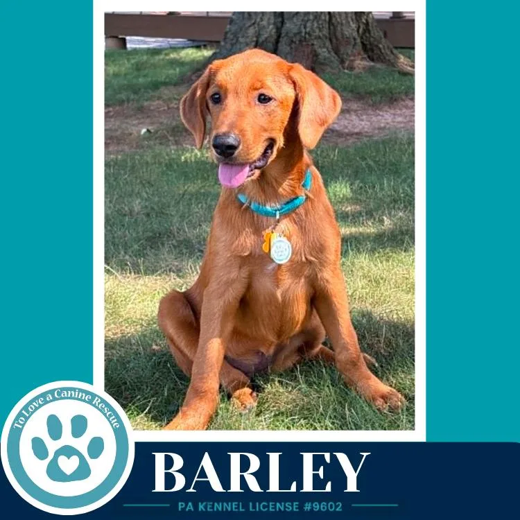Barley thumbnail 3