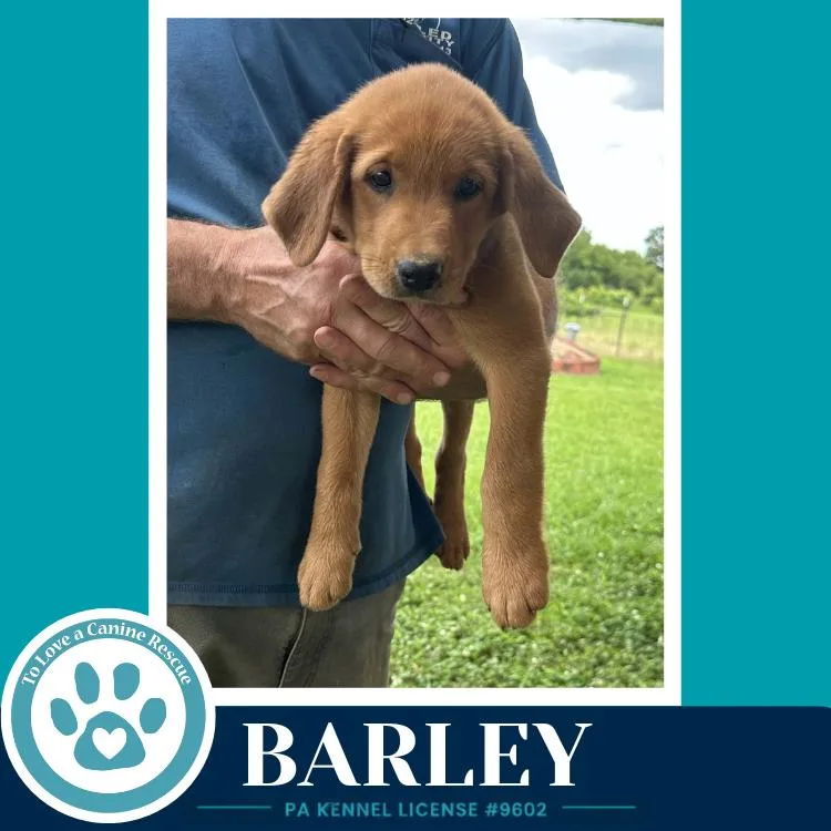 Barley thumbnail 4