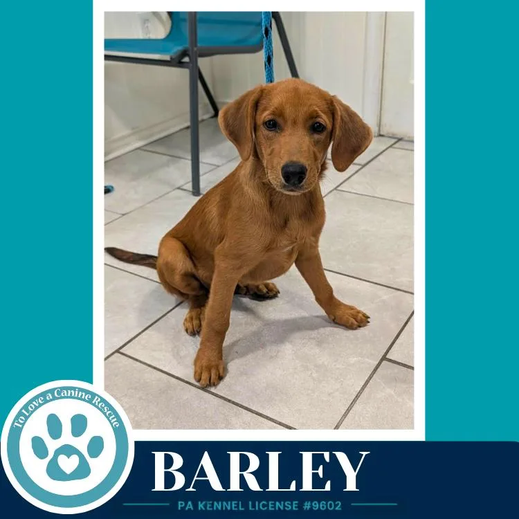 Barley thumbnail 5