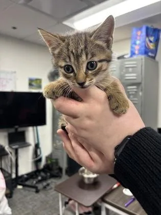 A baby small-sized female Domestic Short Hair cat named Trina for adoption in West Chester, PA