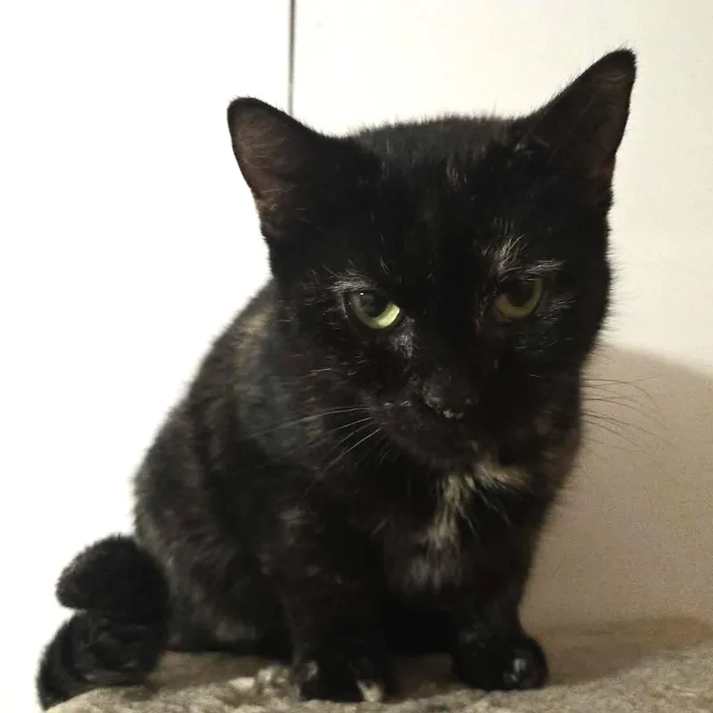 An adult medium-sized female Tortoiseshell Domestic Short Hair cat named Lucky for adoption in Vine Grove, KY