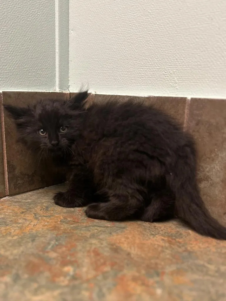 A baby small-sized female Black Domestic Long Hair cat named Maine for adoption in Columbus, NE