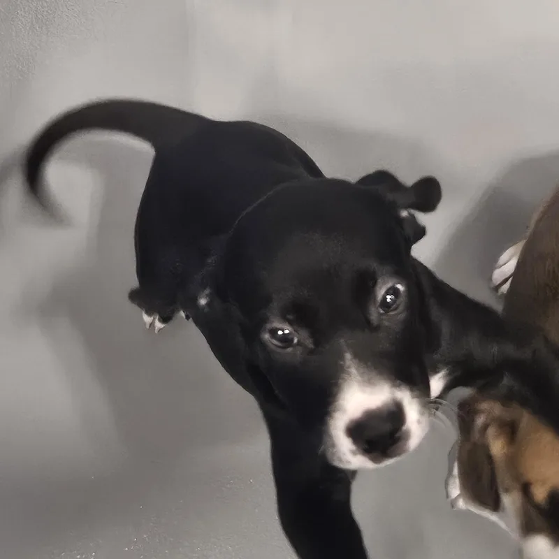 A baby medium-sized male Black Hound dog named Nate for adoption in Kalamazoo, MI