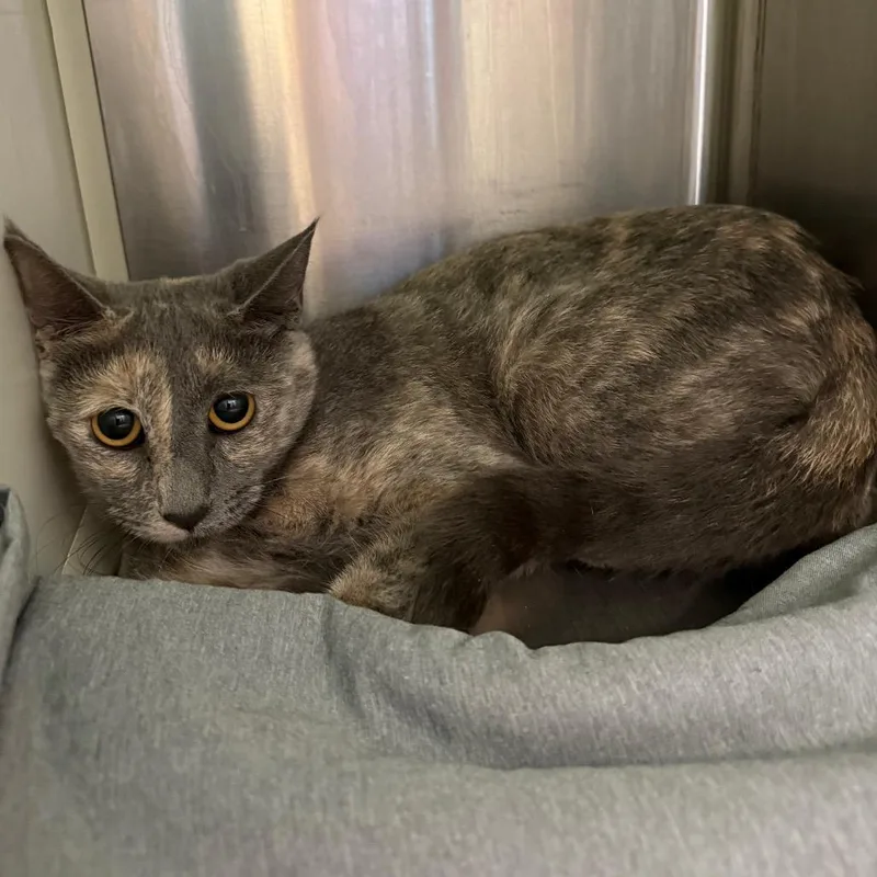 An adult medium-sized female Gray / Blue / Silver Domestic Short Hair cat named Sandy for adoption in Fairport, NY