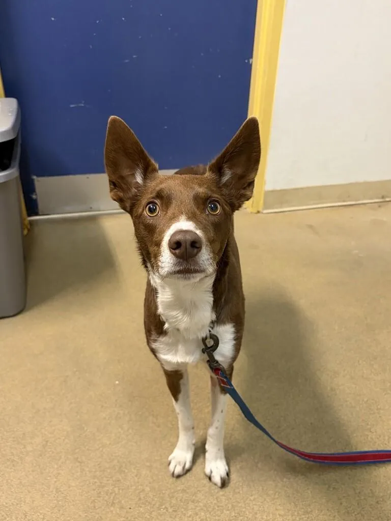 An adult medium-sized female Brown / Chocolate Mixed Breed dog named Sona for adoption in Fruit Heights, UT