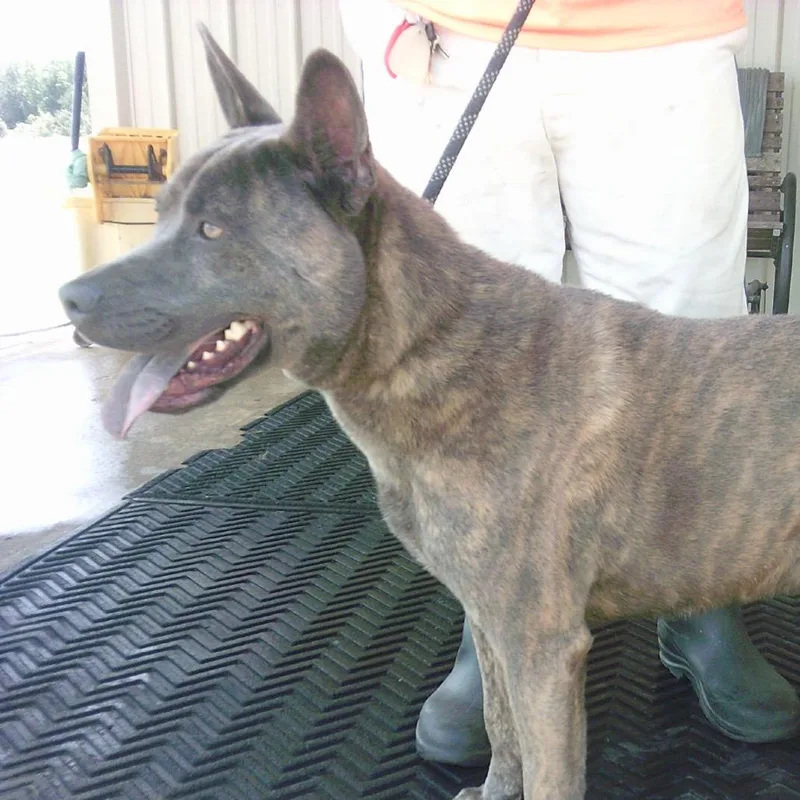 An adult large-sized male Black Mixed Breed dog named Cosmo for adoption in Buffalo, MN