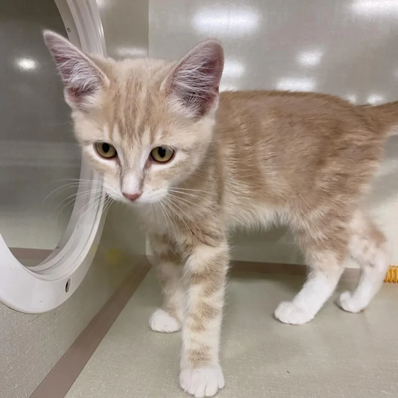 A baby small-sized male Buff / Tan / Fawn Domestic Short Hair cat named Bam Margara for adoption in St. Paul, MN