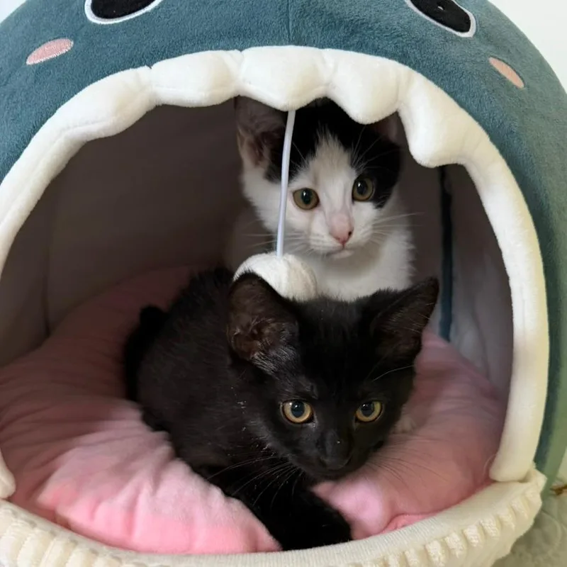 A baby small-sized male Domestic Short Hair cat named Free Solo for adoption in Gibsonia, PA