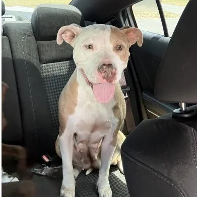 An adult medium-sized female Pit Bull Terrier dog named Roseanne for adoption in Fairfax, VA