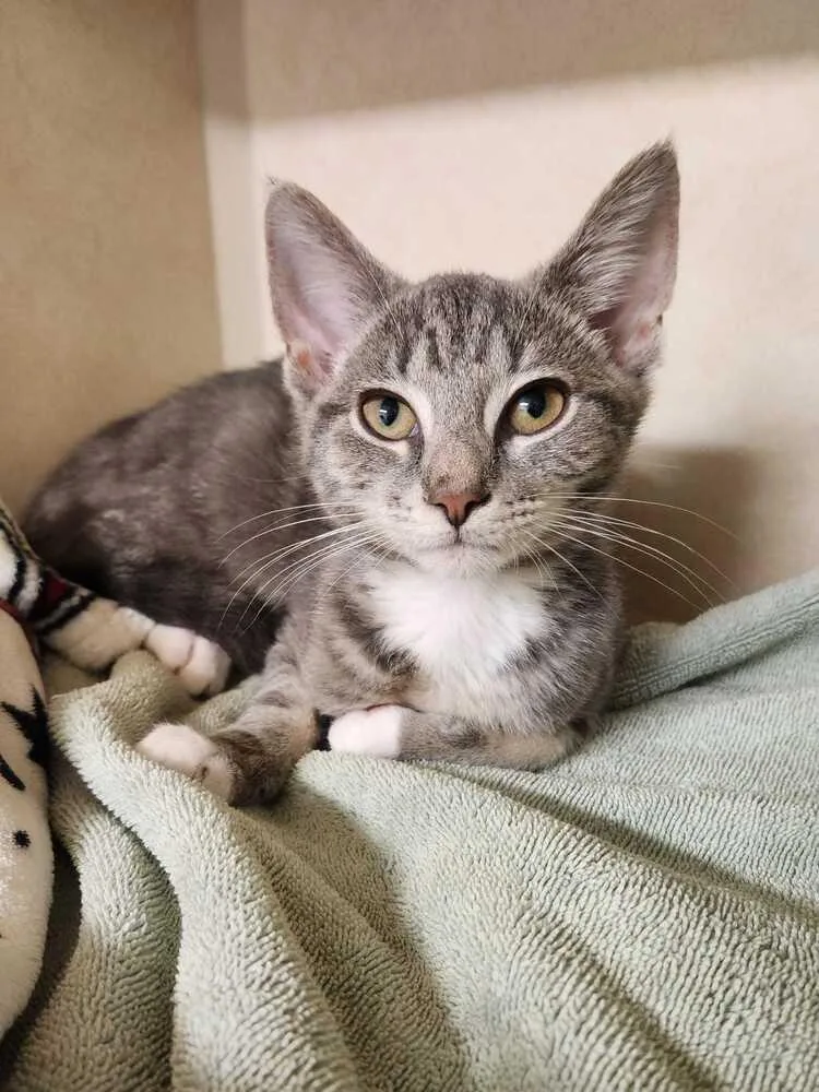 A baby medium-sized male Domestic Short Hair cat named Stormsurge for adoption in Elmsford, NY