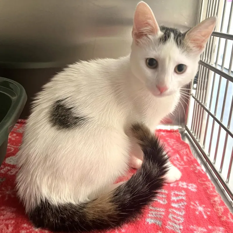 A young medium-sized male White Domestic Short Hair cat named Balderdash for adoption in Warrensburg, MO