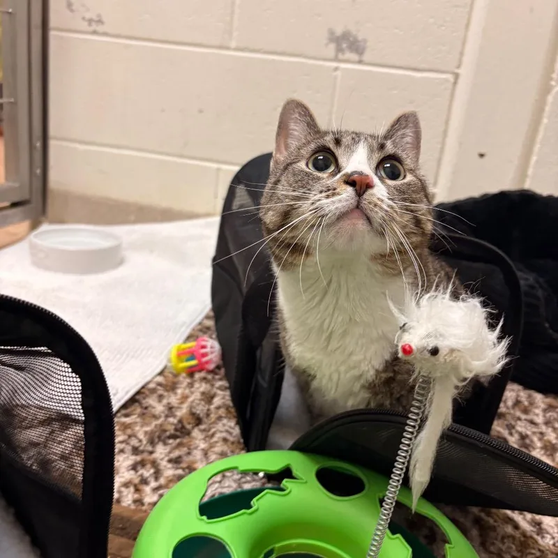 An adult large-sized female Brown / Chocolate Domestic Short Hair cat named Ducky for adoption in South Burlington, VT