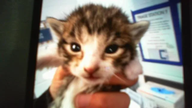 A baby small-sized female Domestic Short Hair cat named Apple for adoption in Charlotte, NC