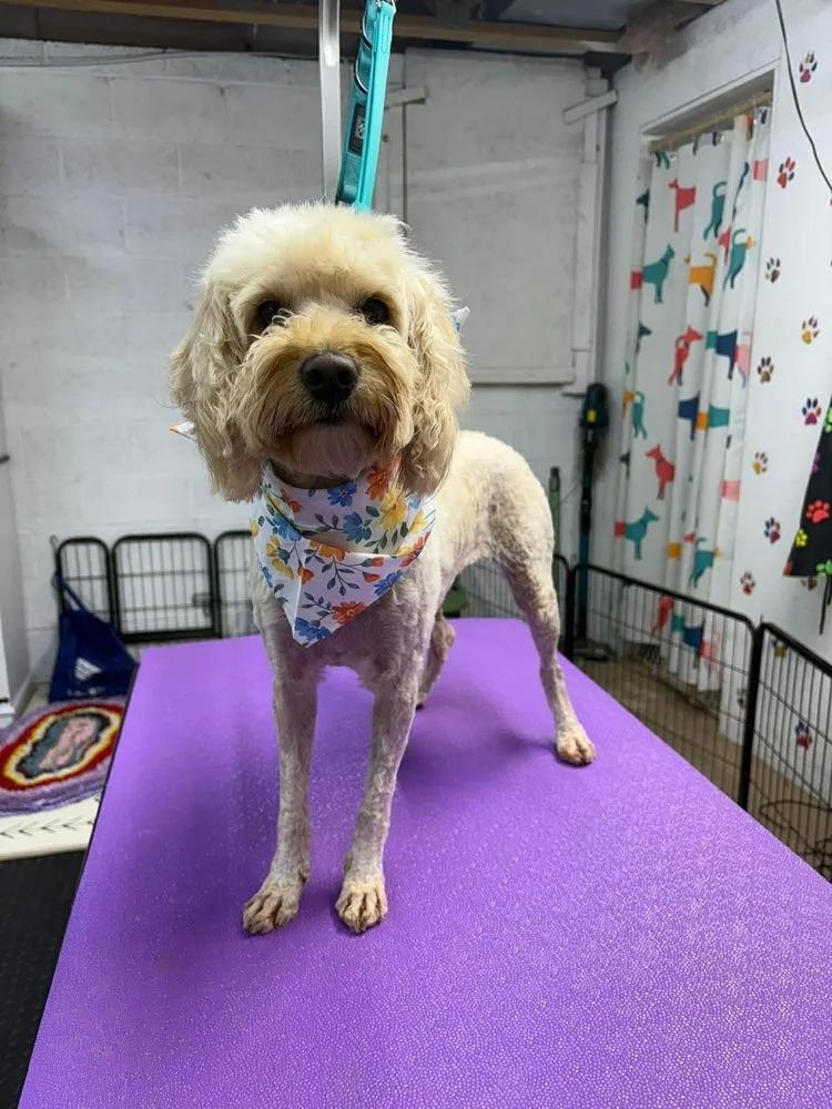 An adult small-sized female Poodle dog named Cashew for adoption in Middletown, CT