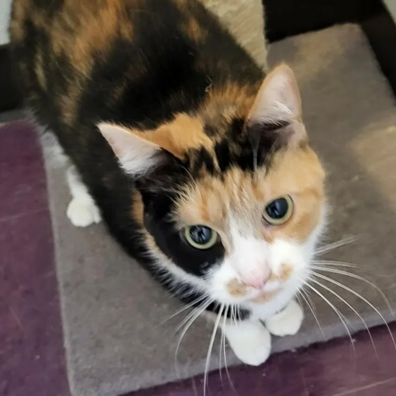 An adult medium-sized female Calico Domestic Short Hair cat named Ariel for adoption in Tawas City, MI