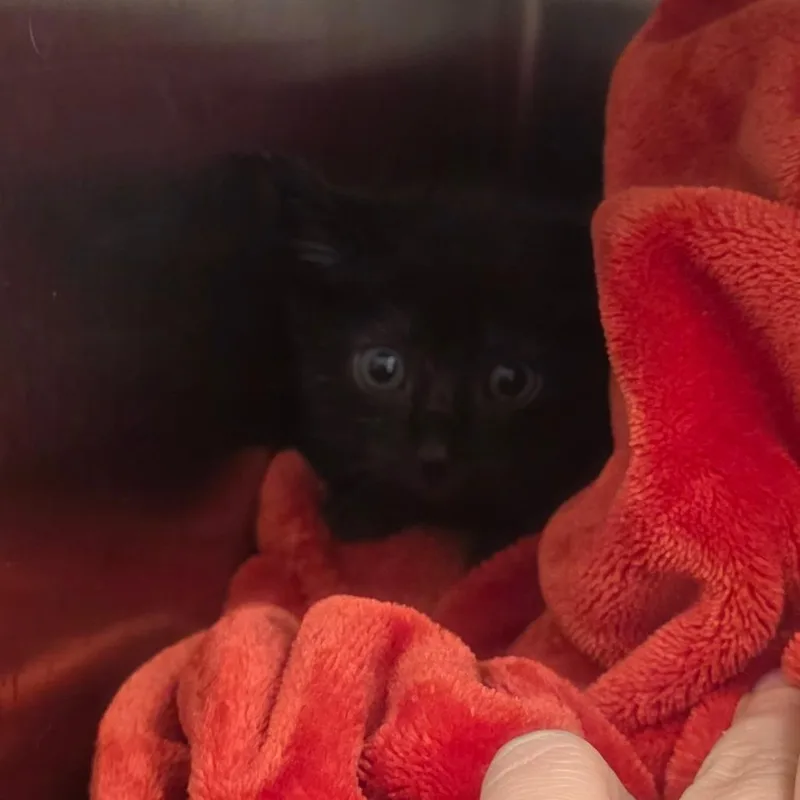 A baby small-sized male Black Domestic Short Hair cat named Jett for adoption in Chattanooga, TN