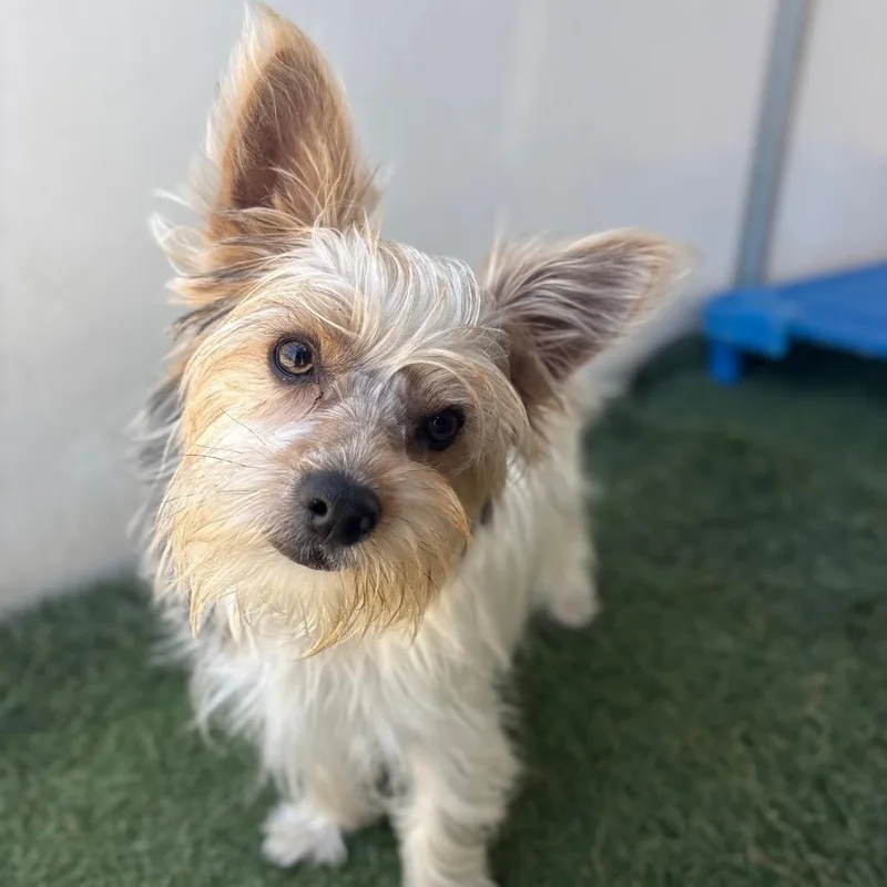 A young small-sized male White / Cream Yorkshire Terrier dog named Niko for adoption in San Pablo, CA