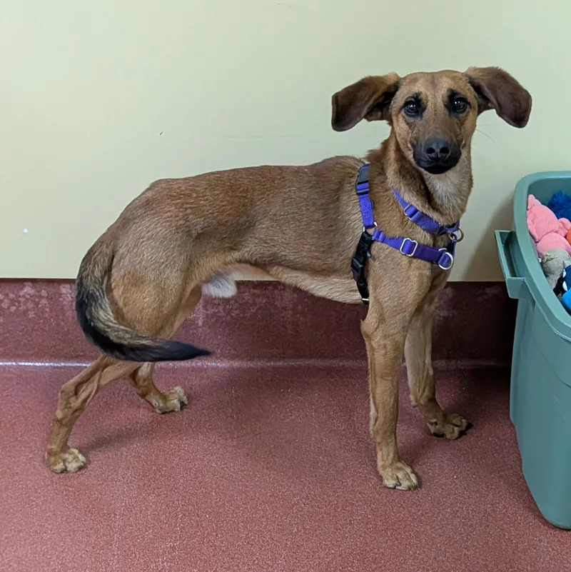 An adult medium-sized male Shepherd dog named Parker for adoption in Accident, MD