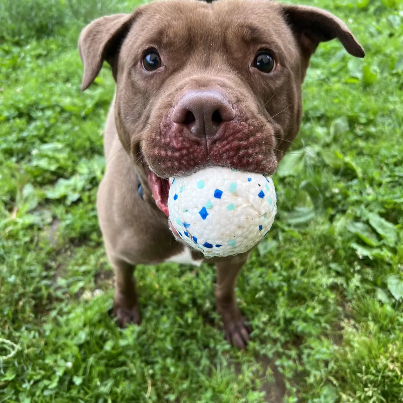 A young medium-sized male Red / Chestnut / Orange American Staffordshire Terrier dog named Oso for adoption in Yonkers, NY
