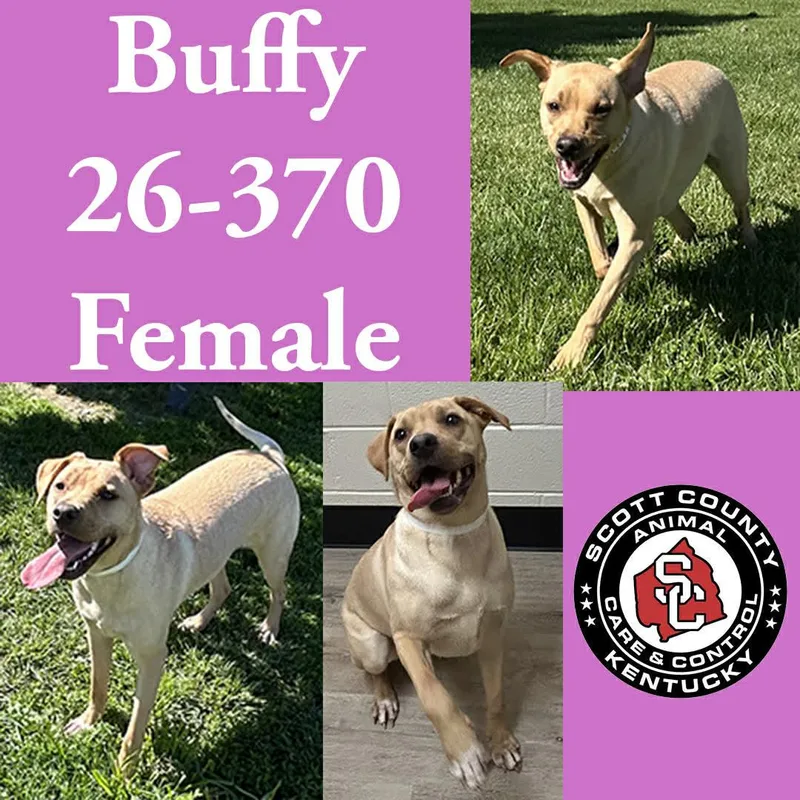 A young large-sized female Labrador Retriever dog named Buffy for adoption in Georgetown, KY
