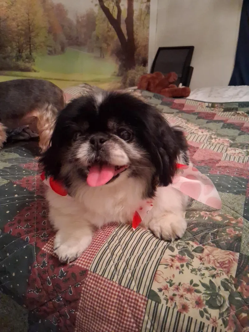 A senior small-sized female Bicolor Pekingese dog named Boo Bear for adoption in Indianapolis, IN