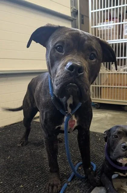 An adult large-sized male Pit Bull Terrier dog named Paul for adoption in Independence, MO