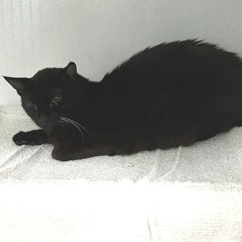 An adult medium-sized male Black Domestic Short Hair cat named Wels for adoption in Dover, NH