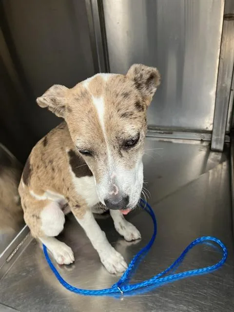 A young large-sized female Mixed Breed dog named Bella for adoption in Dallas, TX