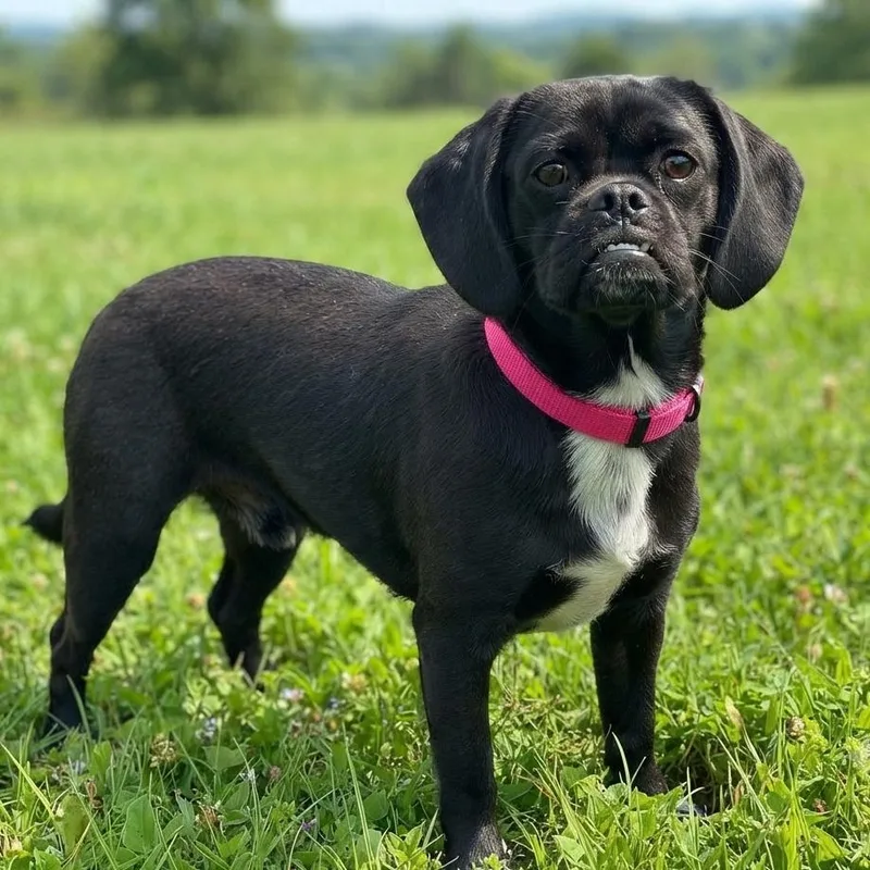 A young small-sized female Black Pug dog named June Carter for adoption in Las Vegas, NV