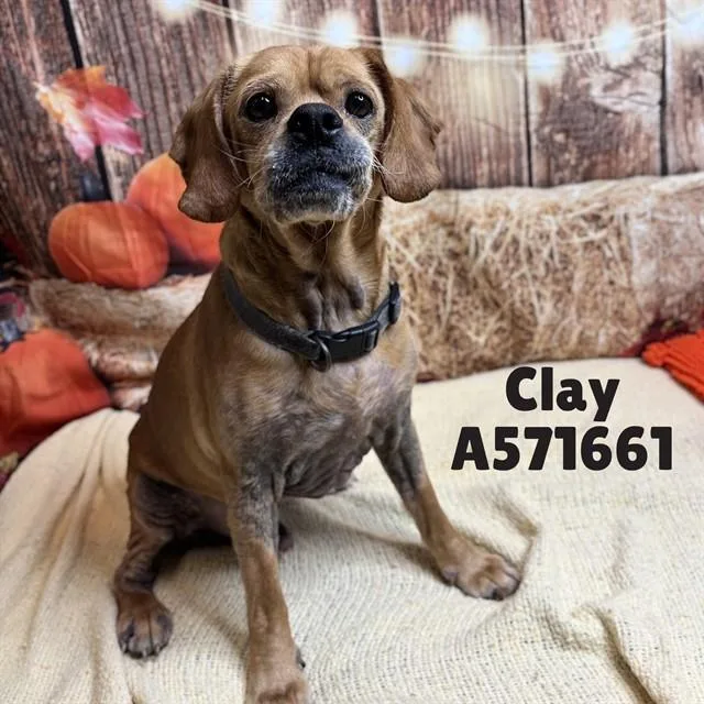 An adult medium-sized male Beagle dog named Clay for adoption in Huntsville, AL