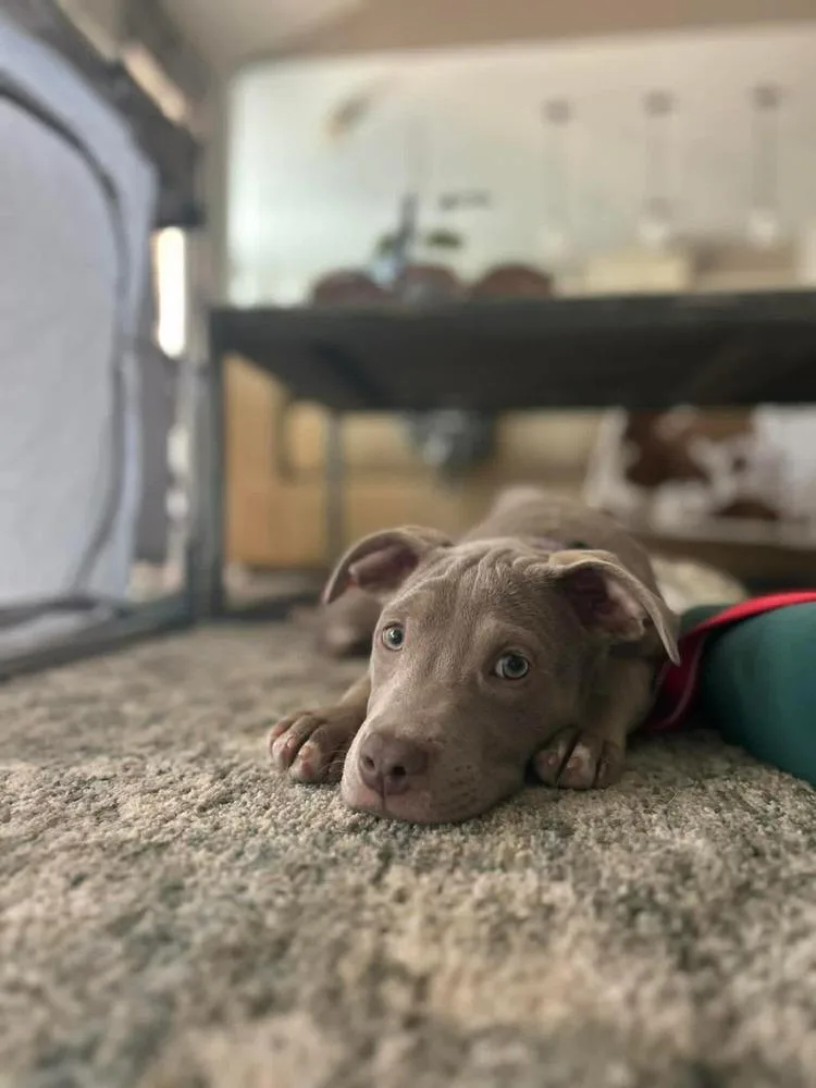 Pappardelle thumbnail 2