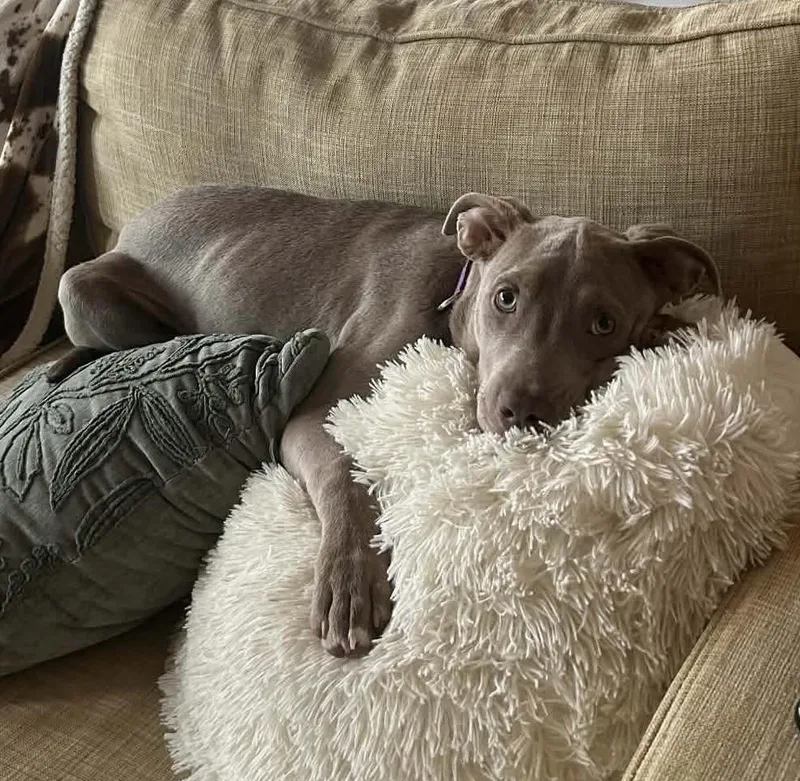 Pappardelle thumbnail 3