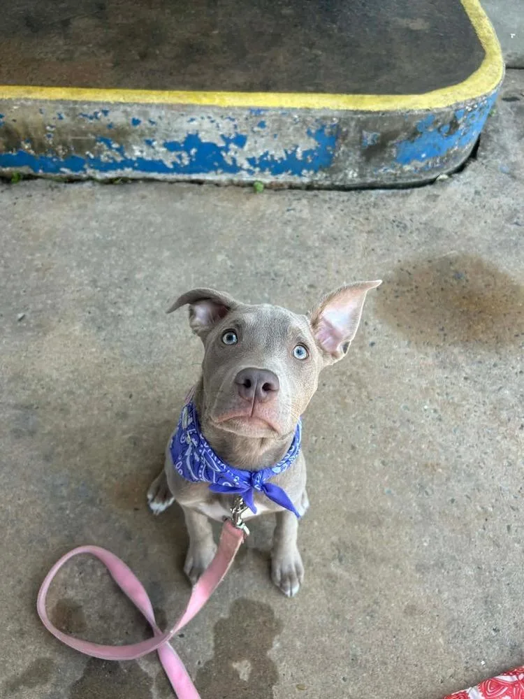 Pappardelle thumbnail 4